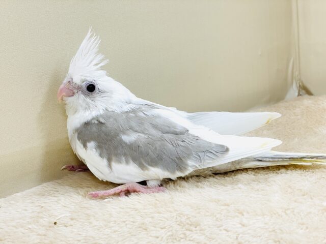 オカメインコ