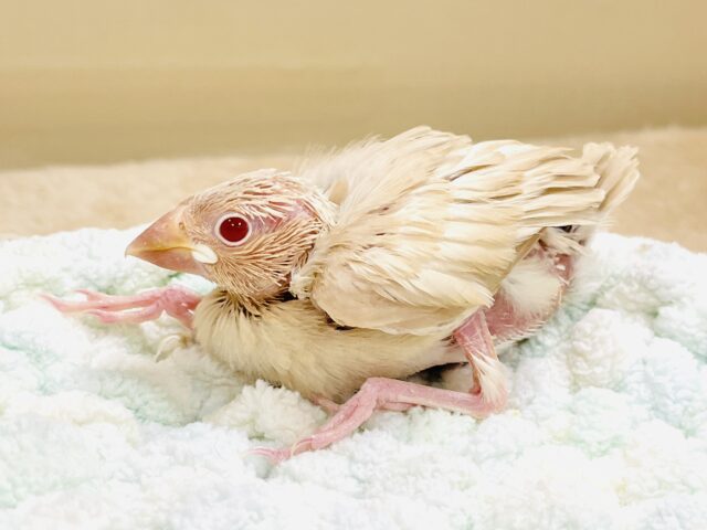 シナモン文鳥