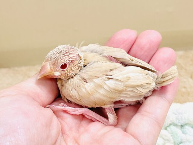 シナモン文鳥