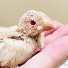 ふんわりミルクティーみたい🫖✨シナモン文鳥（ヒナ）