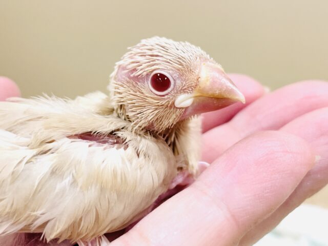 ふんわりミルクティーみたい🫖✨シナモン文鳥（ヒナ）