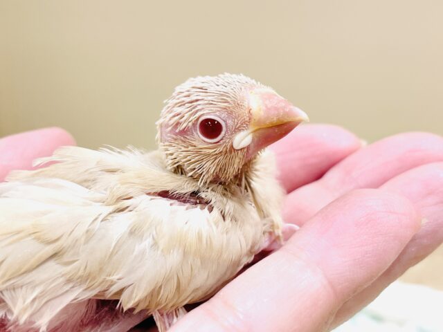 シナモン文鳥