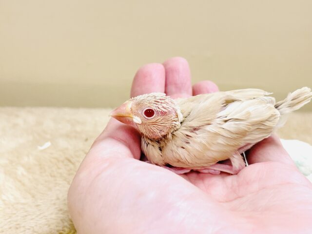 シナモン文鳥