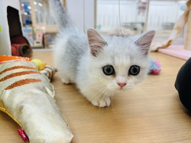 ミヌエット