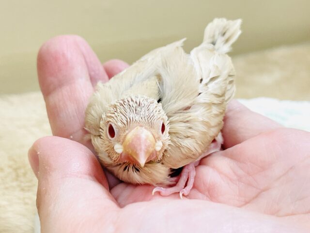 シナモン文鳥