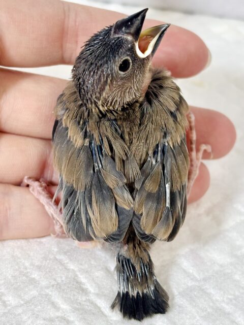 桜文鳥