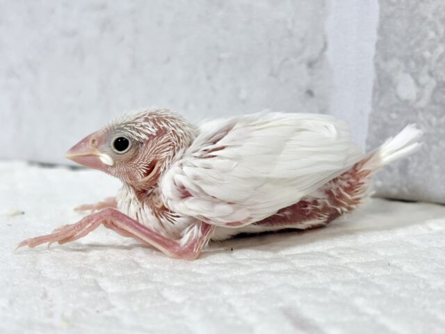 白文鳥