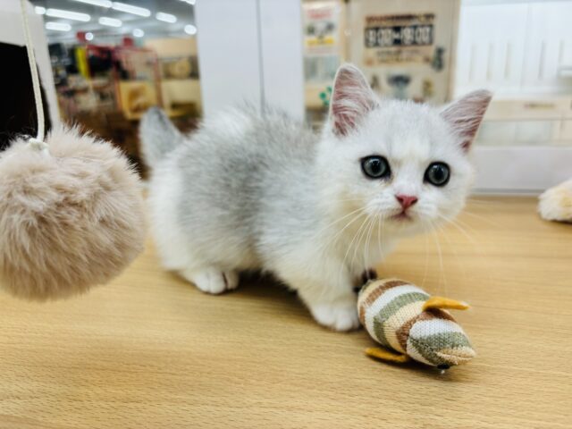 ミヌエット