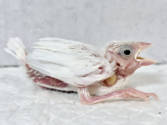 白文鳥