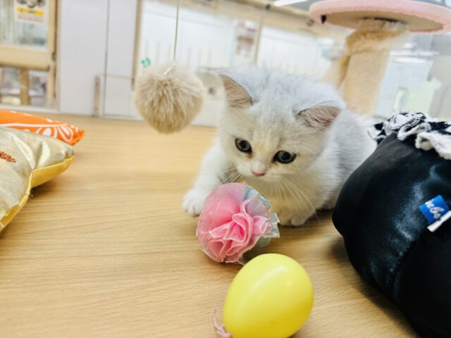 ミヌエット