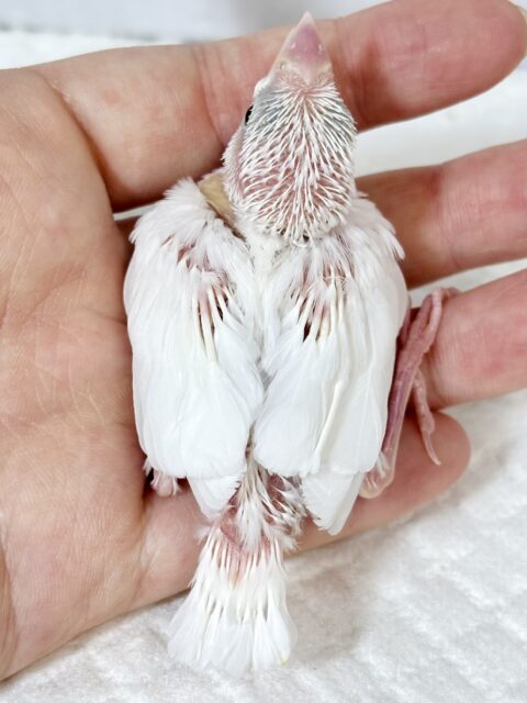 白文鳥