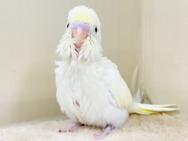 お菓子のようなふんわりカラー💛セキセイインコ（クリーム）ヒナ