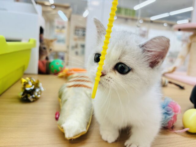 ミヌエット