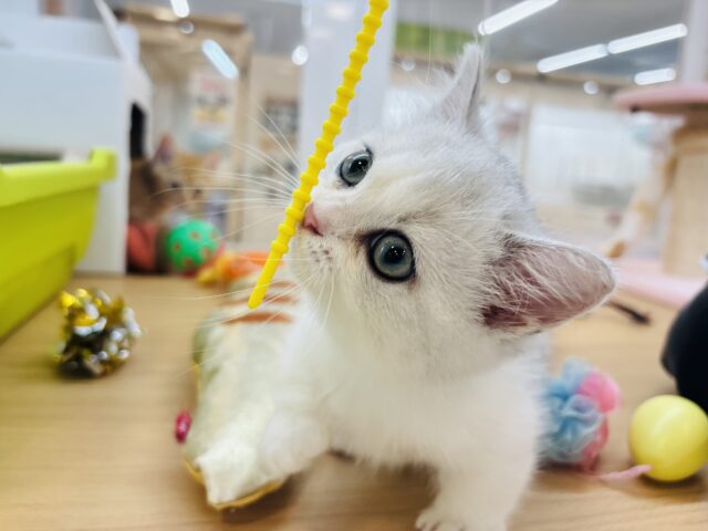 ミヌエット