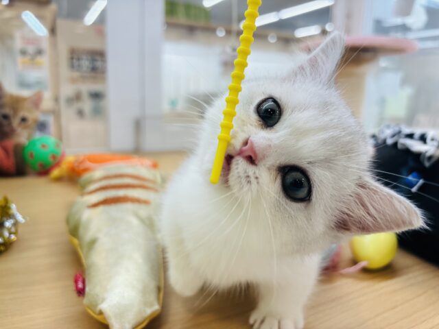 ミヌエット