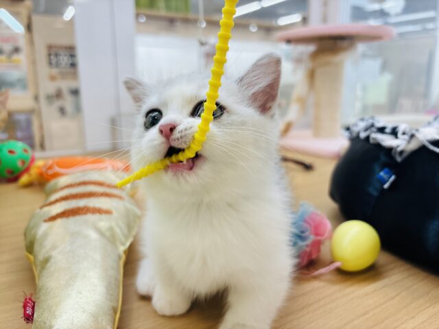 ミヌエット