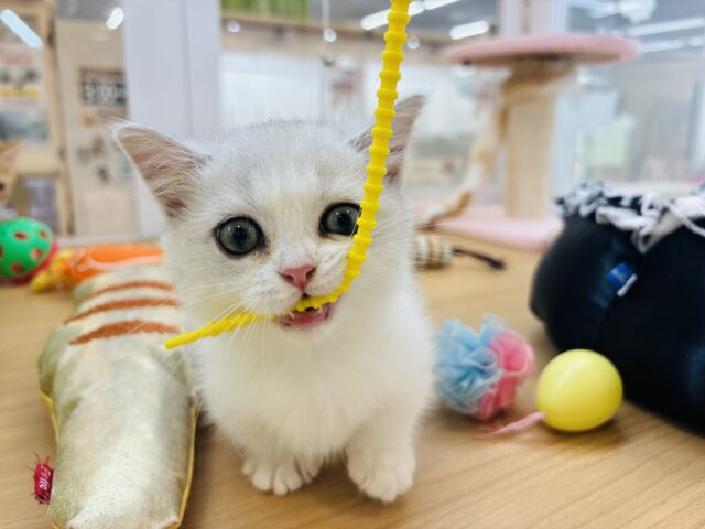 ミヌエット