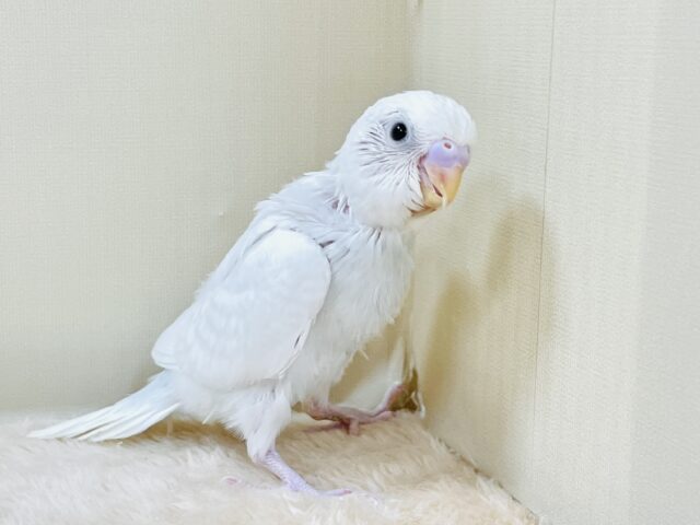 天使のような可愛さ🤍セキセイインコ（ダブルファクター）ヒナ
