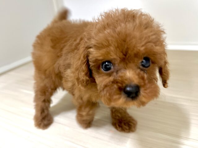 トイプードル