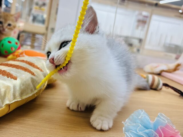 ミヌエット