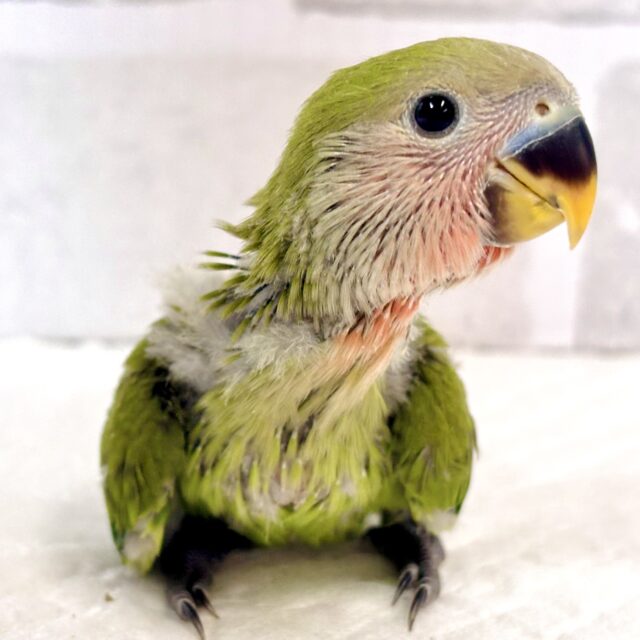 コザクラインコ ノーマル 🍀️🩵