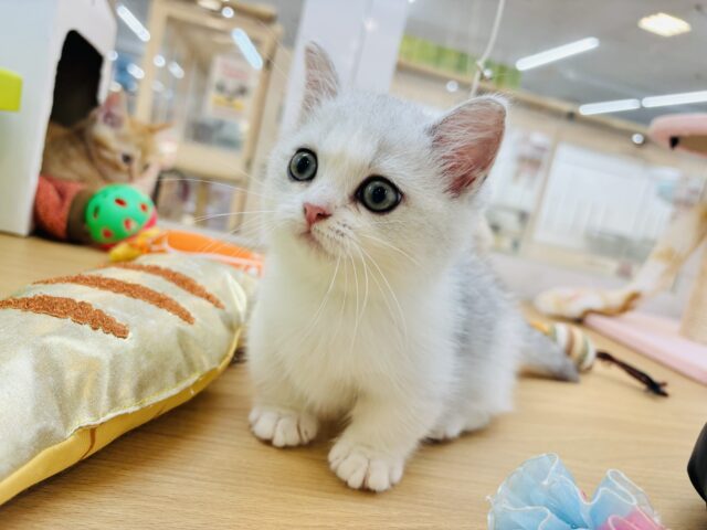 ミヌエット
