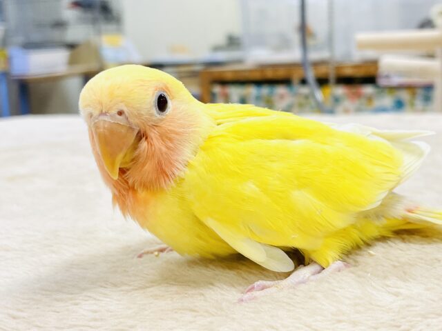 コザクラインコ（小桜インコ）