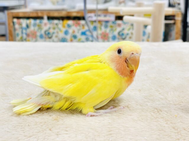 コザクラインコ（小桜インコ）