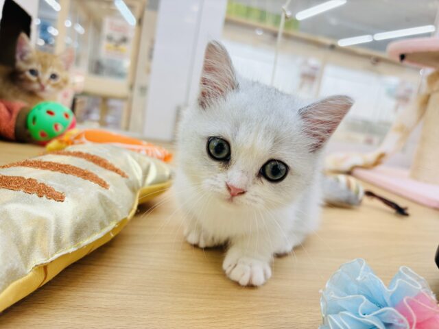 ミヌエット