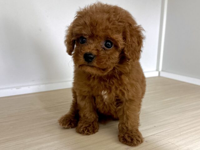 トイプードル