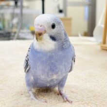 【最新画像】健やかに成長するよ‼️セキセイインコ🦋🌧(オパーリン)ヒナ