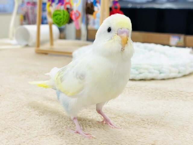 【最新画像】ふんわり可愛いパステルカラー🩵🤍💛セキセイインコ(パステル系)ヒナ セキセイインコ
