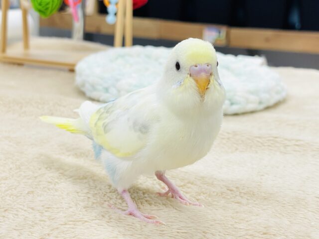 【最新画像】ふんわり可愛いパステルカラー🩵🤍💛セキセイインコ(パステル系)ヒナ セキセイインコ