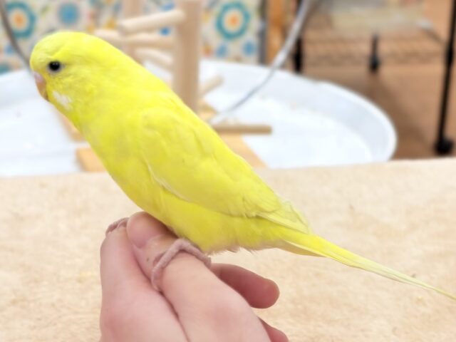 ジャンボセキセイインコ