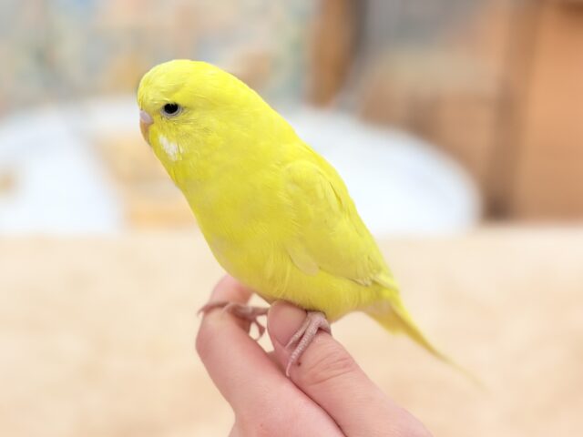 ジャンボセキセイインコ