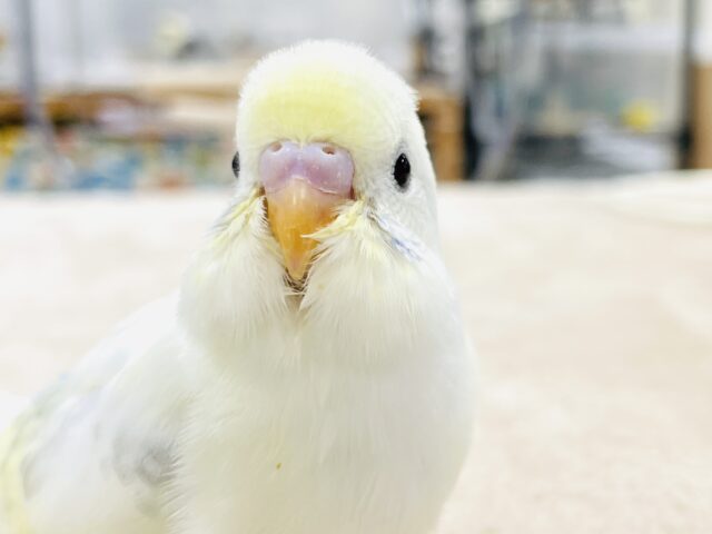 【最新画像】ふんわり可愛いパステルカラー🩵🤍💛セキセイインコ(パステル系)ヒナ セキセイインコ