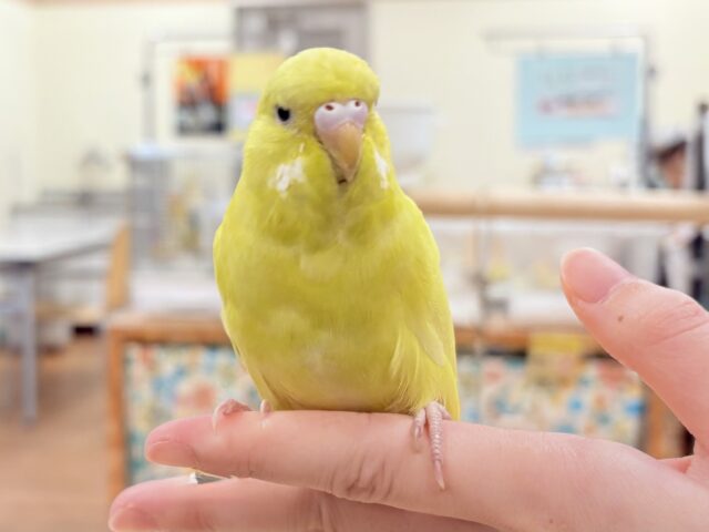 ジャンボセキセイインコ