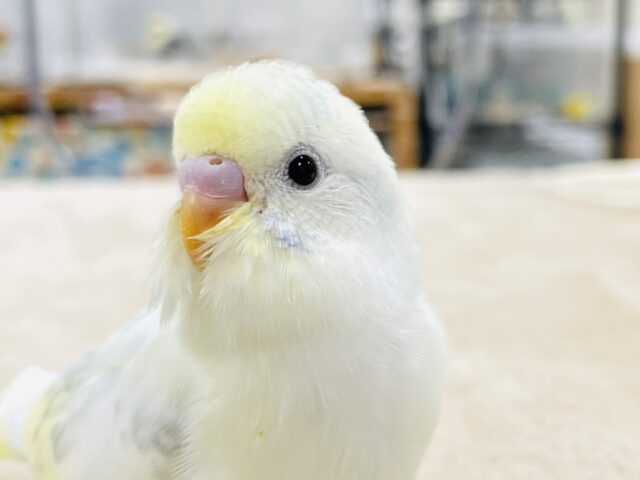 【最新画像】ふんわり可愛いパステルカラー🩵🤍💛セキセイインコ(パステル系)ヒナ セキセイインコ
