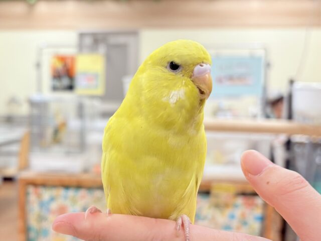 ジャンボセキセイインコ
