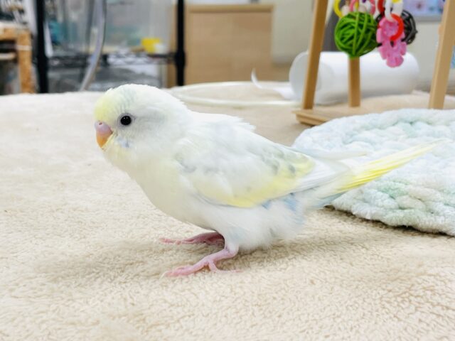 【最新画像】ふんわり可愛いパステルカラー🩵🤍💛セキセイインコ(パステル系)ヒナ セキセイインコ