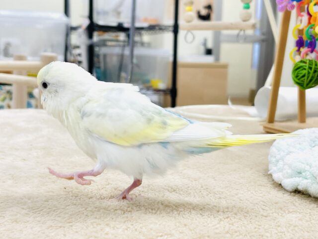 【最新画像】ふんわり可愛いパステルカラー🩵🤍💛セキセイインコ(パステル系)ヒナ セキセイインコ