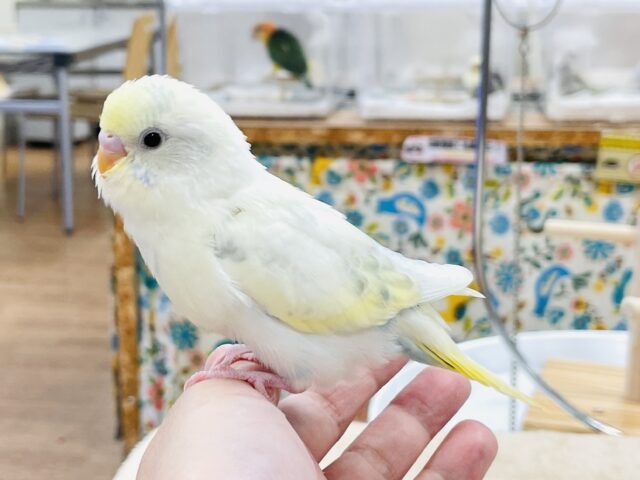 【最新画像】ふんわり可愛いパステルカラー🩵🤍💛セキセイインコ(パステル系)ヒナ セキセイインコ