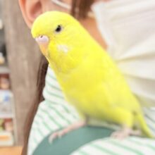 【最新画像】キラキラ輝く✨黄色いジャンボセキセイインコちゃん（ダブルファクター）