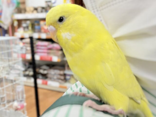 ジャンボセキセイインコ