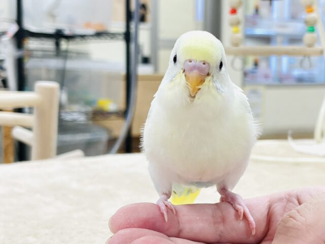 【最新画像】ふんわり可愛いパステルカラー🩵🤍💛セキセイインコ(パステル系)ヒナ セキセイインコ