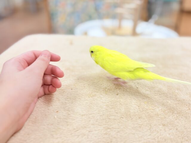 ジャンボセキセイインコ