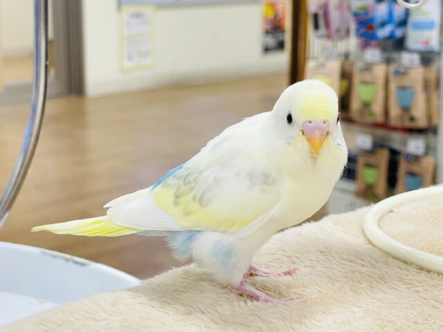 【最新画像】ふんわり可愛いパステルカラー🩵🤍💛セキセイインコ(パステル系)ヒナ セキセイインコ