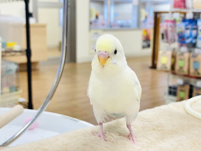 【最新画像】ふんわり可愛いパステルカラー🩵🤍💛セキセイインコ(パステル系)ヒナ セキセイインコ