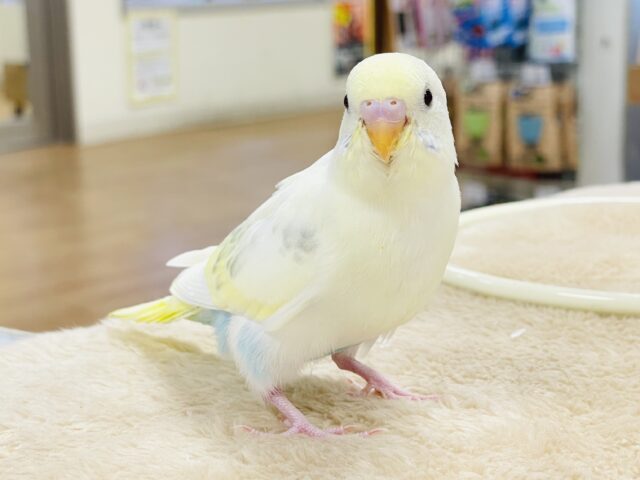 【最新画像】ふんわり可愛いパステルカラー🩵🤍💛セキセイインコ(パステル系)ヒナ セキセイインコ