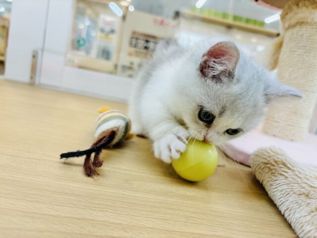 ミヌエット